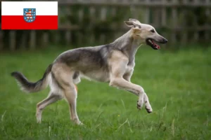 Lee más sobre el artículo Criadores y cachorros de Silken Windsprite en Turingia