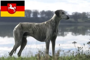 Lee más sobre el artículo Criadores de Sloughi y cachorros en Baja Sajonia