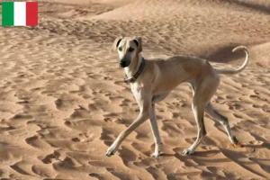 Lee más sobre el artículo Criadores de Sloughi y cachorros en Italia