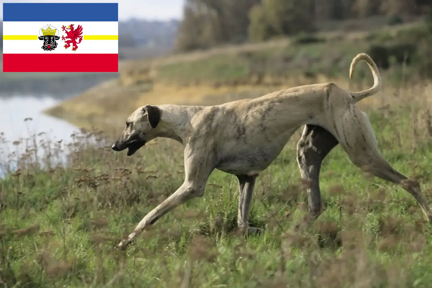 Lee más sobre el artículo Criadores de Sloughi y cachorros en Mecklemburgo-Pomerania Occidental