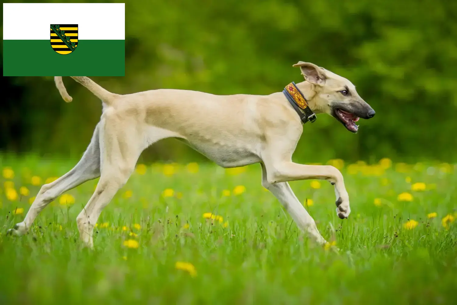 Lee más sobre el artículo Criadores de Sloughi y cachorros en Sajonia