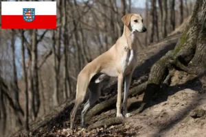 Lee más sobre el artículo Criadores de Sloughi y cachorros en Turingia