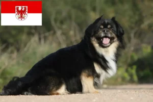Lee más sobre el artículo Criadores de Spaniel Tibetano y cachorros en Brandenburgo