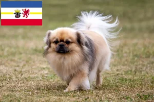 Lee más sobre el artículo Criadores de Spaniel Tibetano y cachorros en Mecklemburgo-Pomerania Occidental