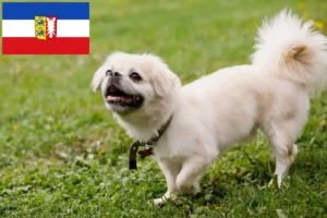 Lee más sobre el artículo Criadores de Spaniel Tibetano y cachorros en Schleswig-Holstein