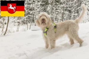 Lee más sobre el artículo Criadores de Spinone Italiano y cachorros en Baja Sajonia