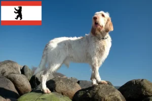 Lee más sobre el artículo Criadores de Spinone Italiano y cachorros en Berlín