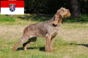 Lee más sobre el artículo Criadores de Spinone Italiano y cachorros en Hessen