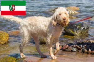 Lee más sobre el artículo Criadores de Spinone Italiano y cachorros en Renania del Norte-Westfalia