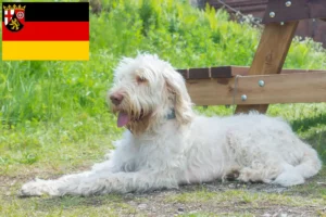 Lee más sobre el artículo Criadores de Spinone Italiano y cachorros en Renania-Palatinado