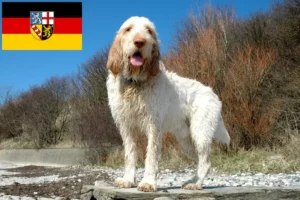 Lee más sobre el artículo Criadores de Spinone Italiano y cachorros en Sarre