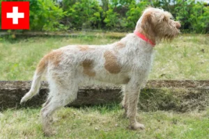 Lee más sobre el artículo Spinone Italiano criadores y cachorros en Suiza