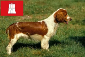 Lee más sobre el artículo Welsh Springer Spaniel criadores y cachorros en Hamburgo