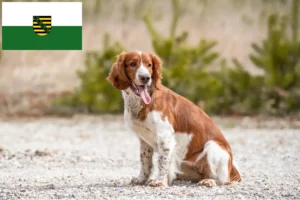 Lee más sobre el artículo Criadores de Springer Spaniel Galés y cachorros en Sajonia