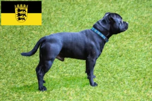 Lee más sobre el artículo Criadores de Staffordshire Bull Terrier y cachorros en Baden-Württemberg