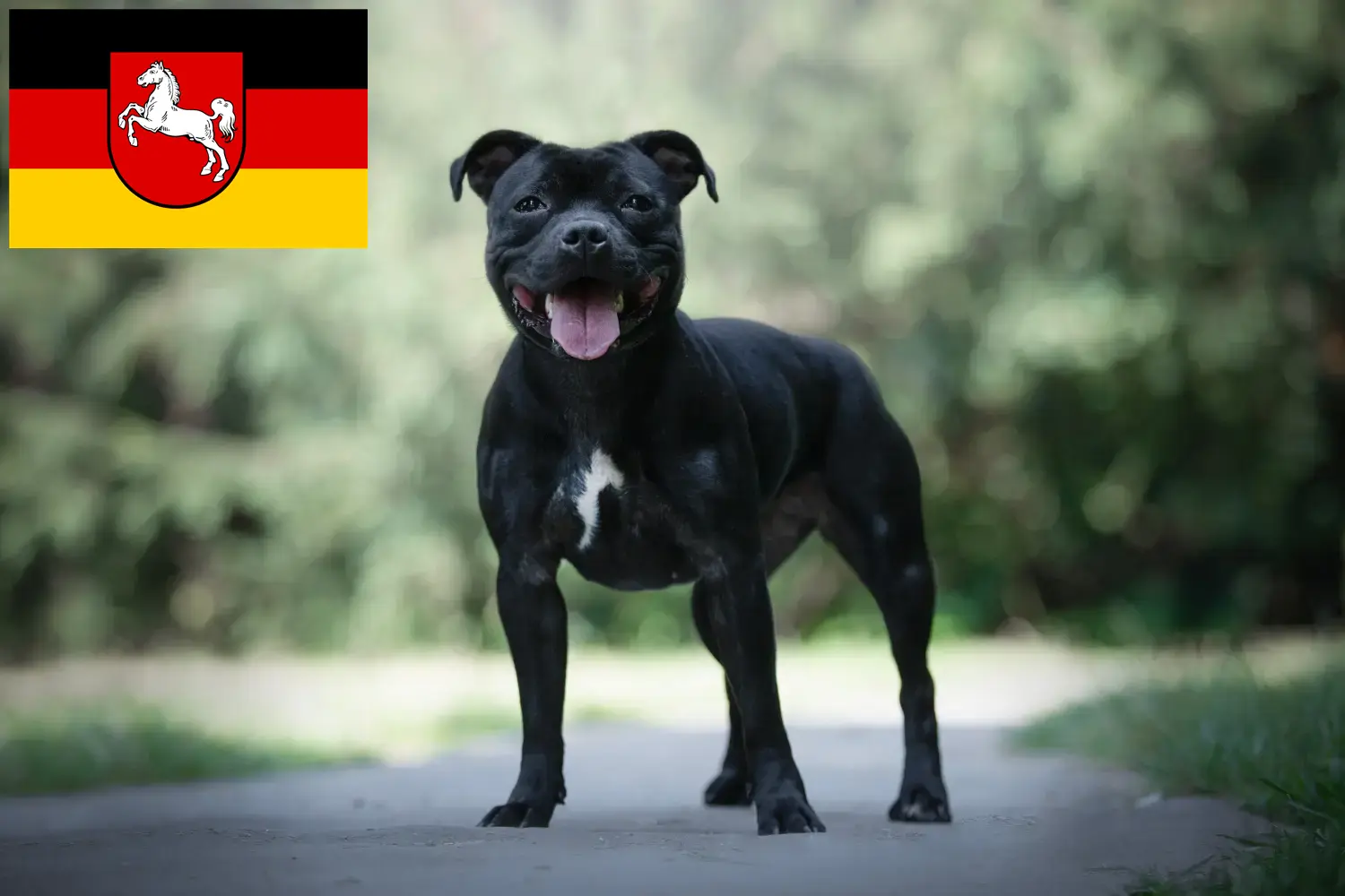 Lee más sobre el artículo Criadores de Staffordshire Bull Terrier y cachorros en Baja Sajonia