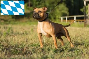 Lee más sobre el artículo Criadores de Staffordshire Bull Terrier y cachorros en Baviera