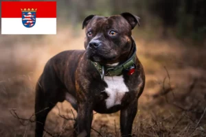 Lee más sobre el artículo Staffordshire Bull Terrier criadores y cachorros en Hessen