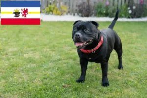 Lee más sobre el artículo Criadores de Staffordshire Bull Terrier y cachorros en Mecklemburgo-Pomerania Occidental