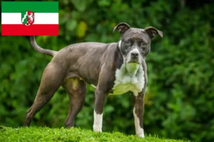 Lee más sobre el artículo Criadores de Staffordshire Bull Terrier y cachorros en Renania del Norte-Westfalia