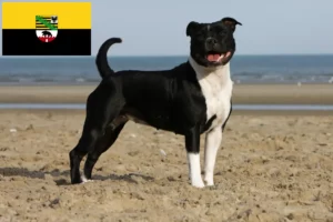 Lee más sobre el artículo Criadores de Staffordshire Bull Terrier y cachorros en Sajonia-Anhalt