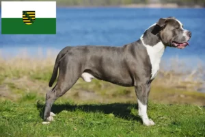 Lee más sobre el artículo Criadores y cachorros de Staffordshire Bull Terrier en Sajonia