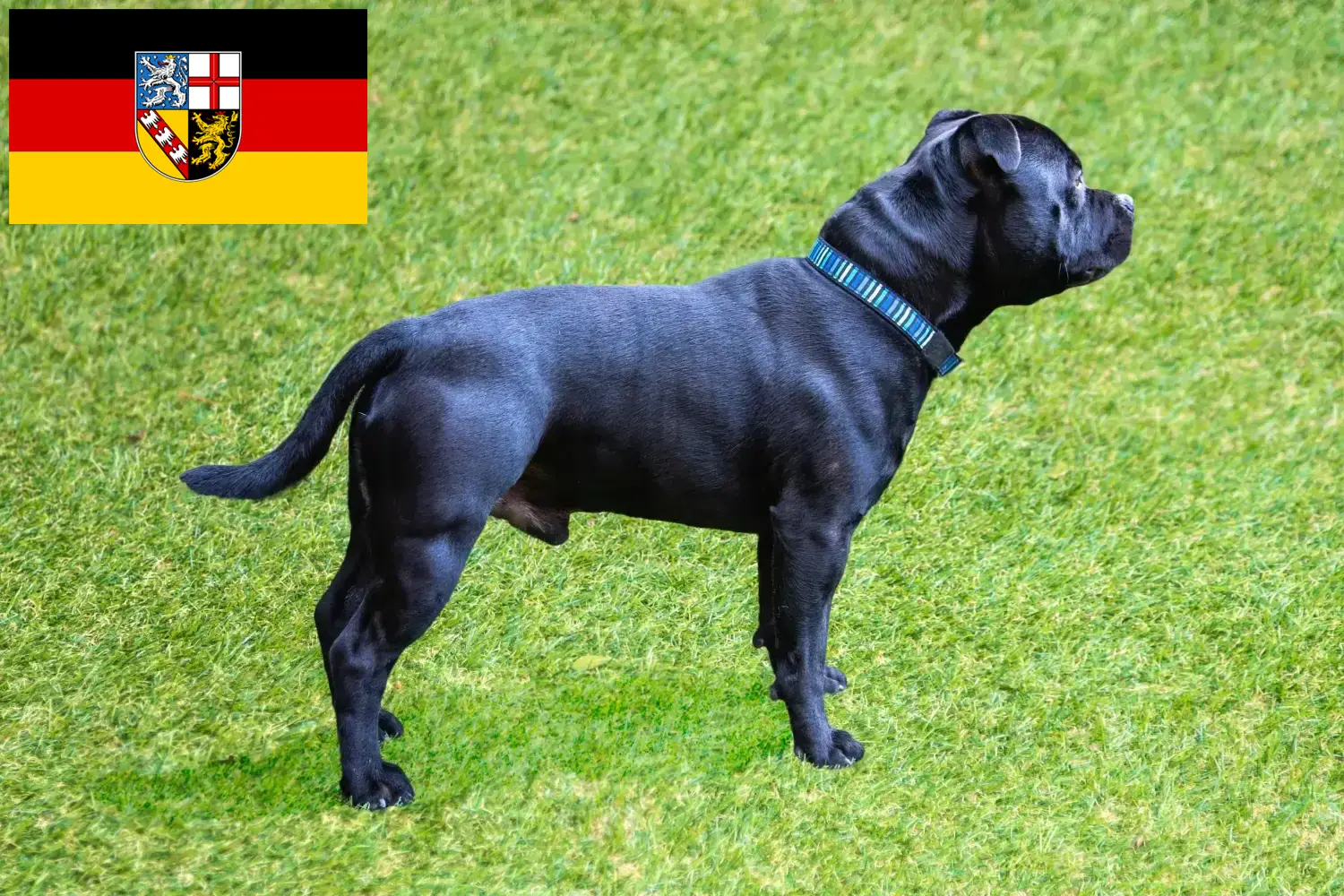 Lee más sobre el artículo Criadores de Staffordshire Bull Terrier y cachorros en Sarre