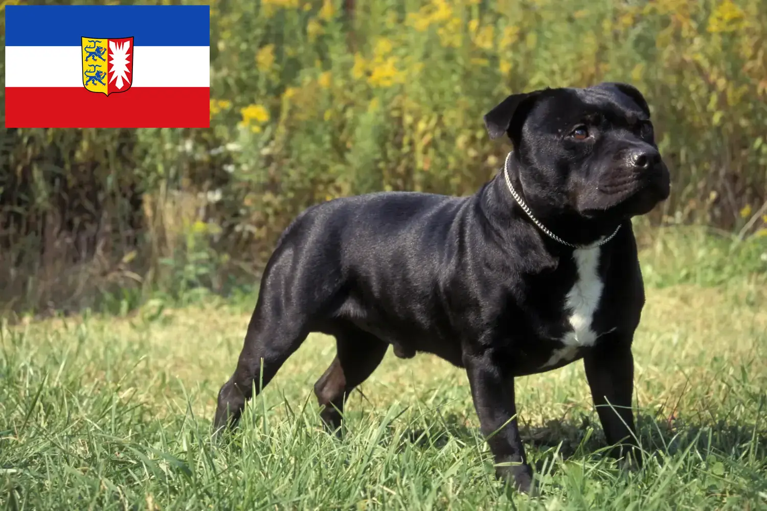 Lee más sobre el artículo Criadores de Staffordshire Bull Terrier y cachorros en Schleswig-Holstein