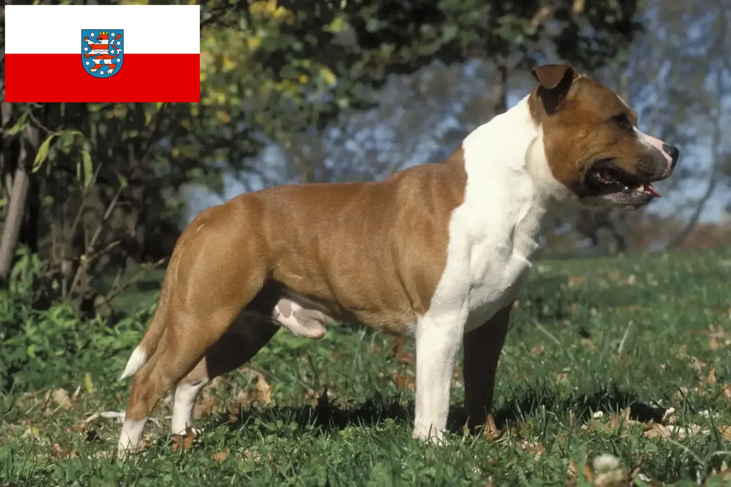 Lee más sobre el artículo Criadores de Staffordshire Bull Terrier y cachorros en Turingia