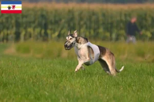 Lee más sobre el artículo Criadores y cachorros de Chart Polski en Mecklemburgo-Pomerania Occidental