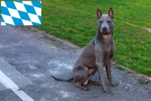 Lee más sobre el artículo Criadores y cachorros de Thai Ridgeback en Baviera