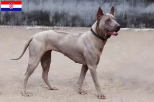 Lee más sobre el artículo Criadores y cachorros de Thai Ridgeback en Croacia