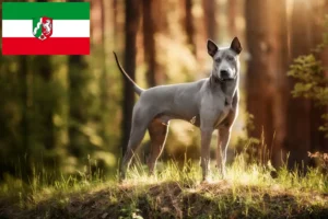 Lee más sobre el artículo Criadores y cachorros de Thai Ridgeback en Renania del Norte-Westfalia