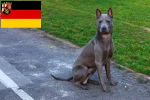 Lee más sobre el artículo Criadores y cachorros de Thai Ridgeback en Renania-Palatinado