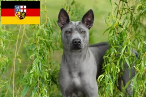 Lee más sobre el artículo Criadores y cachorros de Thai Ridgeback en Sarre