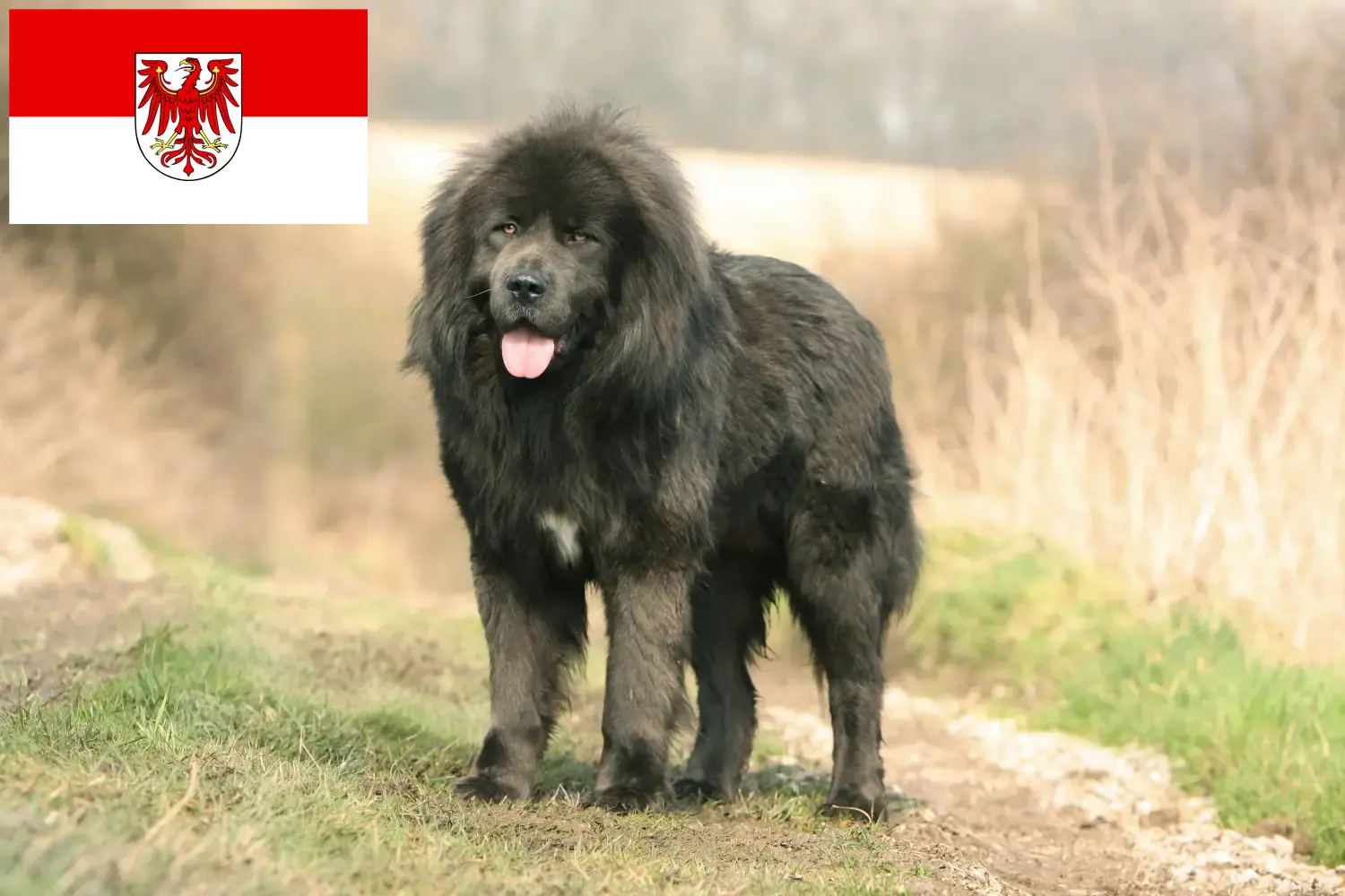 Lee más sobre el artículo Criador de Perros Tibetanos y cachorros en Brandenburgo