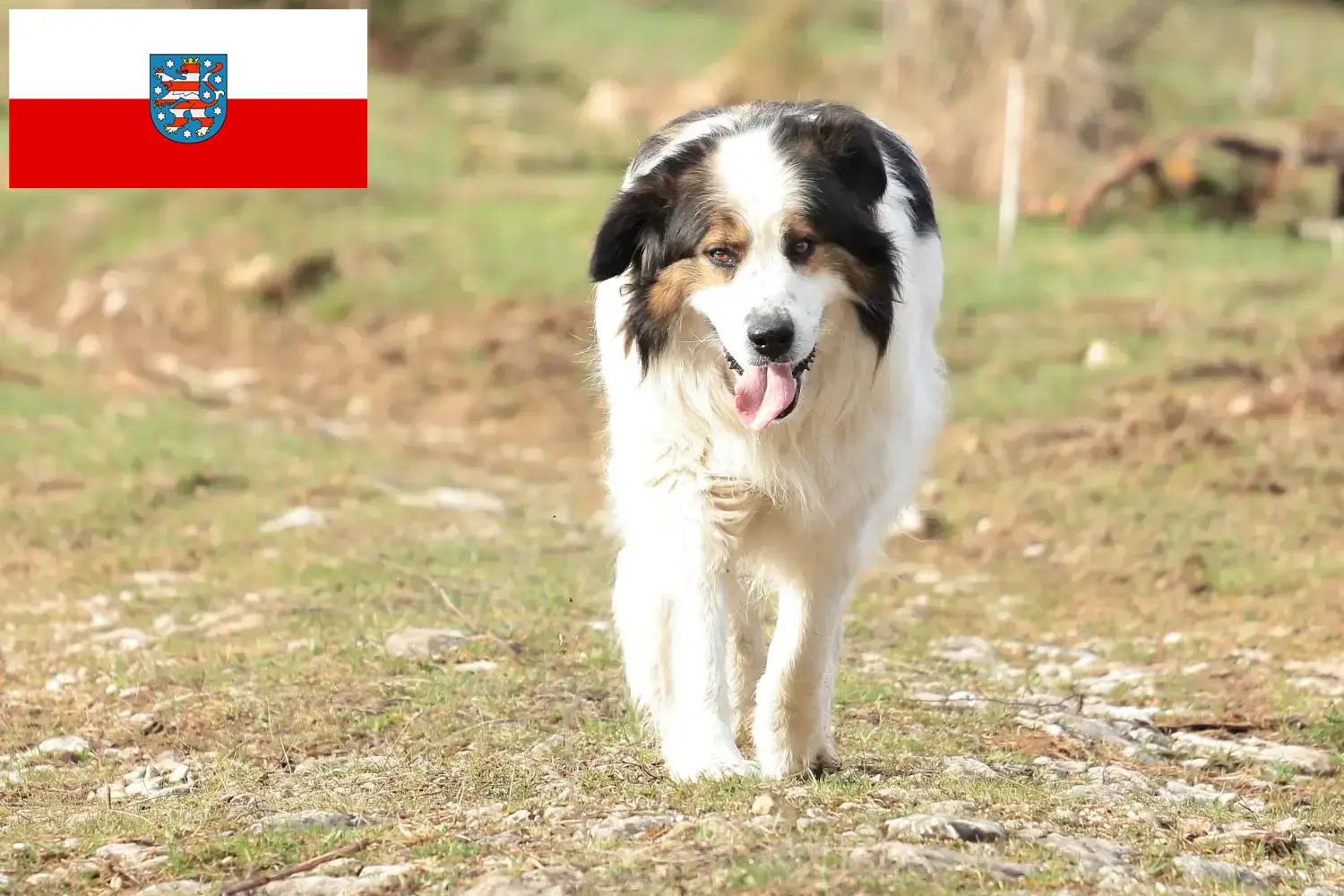 Lee más sobre el artículo Criadores de Tornjak y cachorros en Turingia