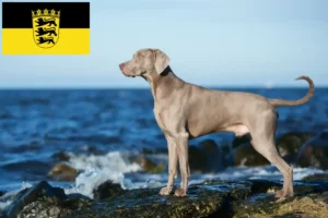 Lee más sobre el artículo Criadores de Weimaraner y cachorros en Baden-Württemberg