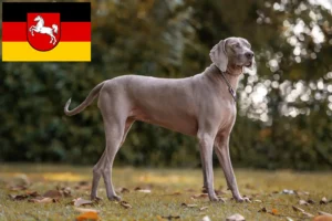 Lee más sobre el artículo Criadores de Weimaraner y cachorros en Baja Sajonia