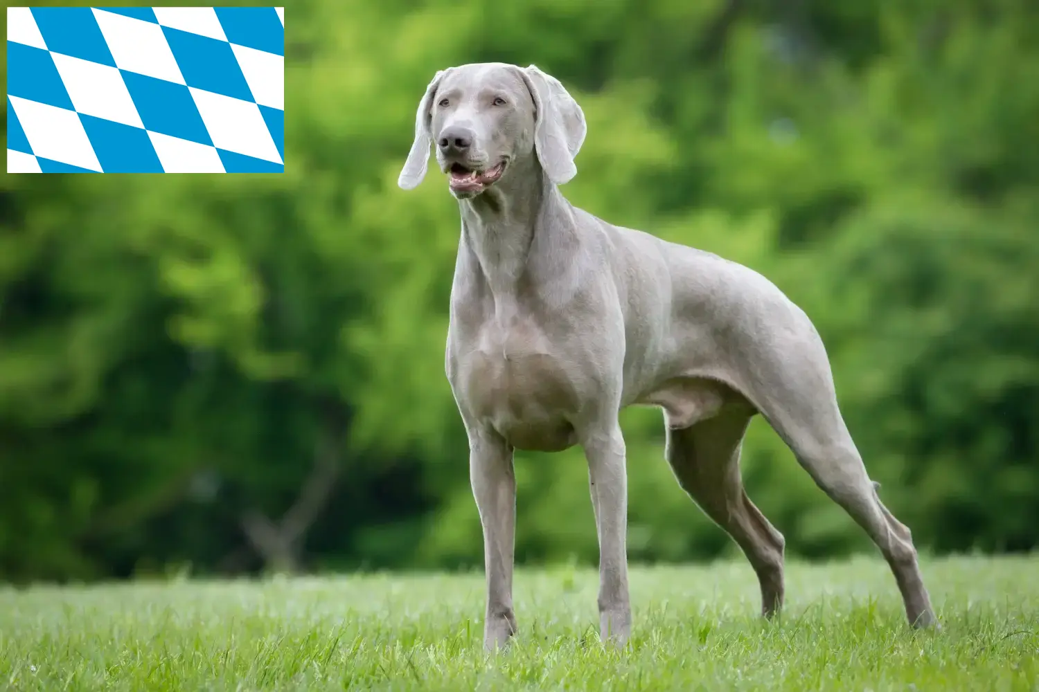 Lee más sobre el artículo Criadores de Weimaraner y cachorros en Baviera