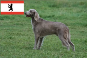 Lee más sobre el artículo Criadores de Weimaraner y cachorros en Berlín