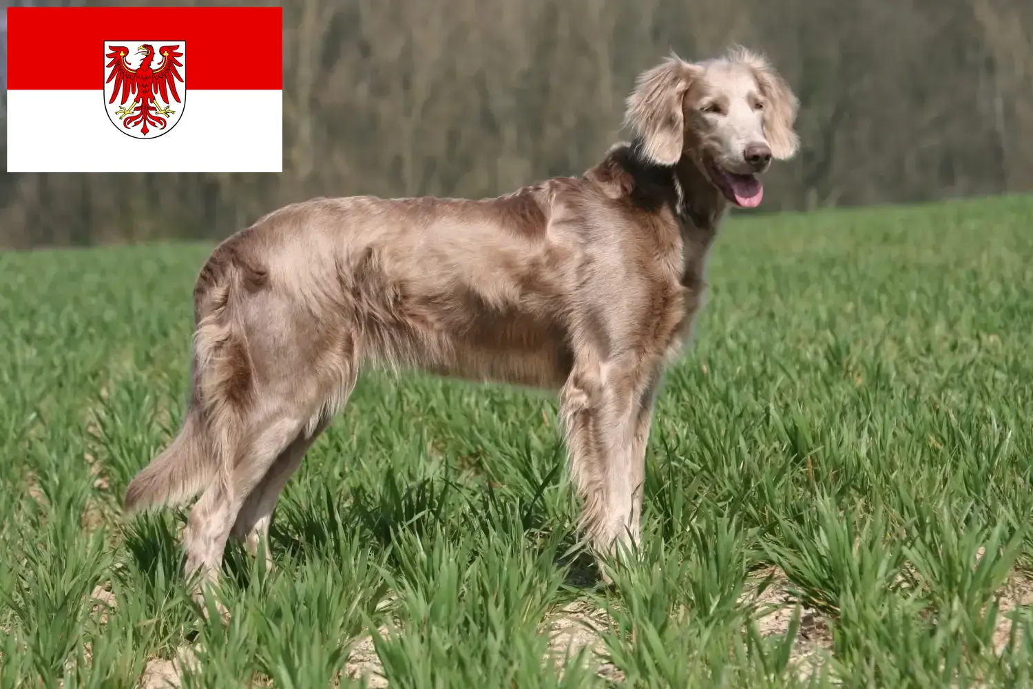 Lee más sobre el artículo Criadores de Weimaraner y cachorros en Brandenburgo