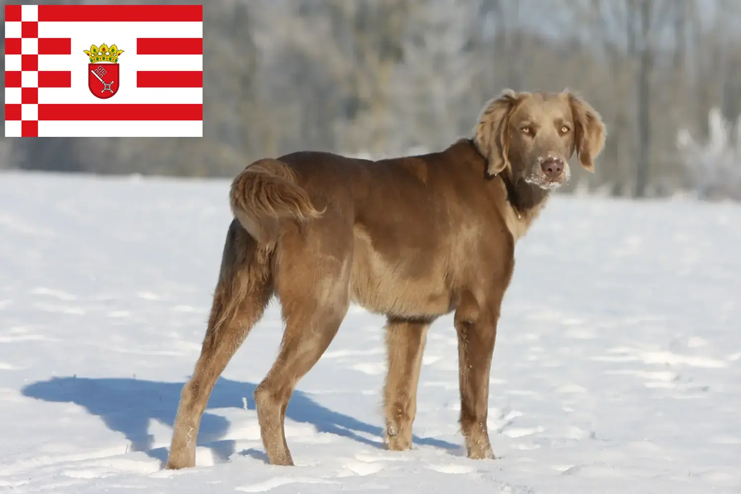 Lee más sobre el artículo Criadores de Weimaraner y cachorros en Bremen