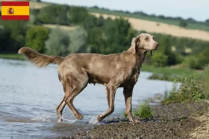 Lee más sobre el artículo Criadores y cachorros de Weimaraner en España