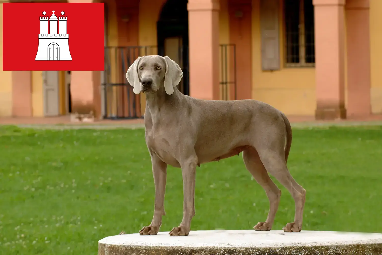 Lee más sobre el artículo Criadores de Weimaraner y cachorros en Hamburgo