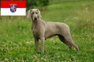 Lee más sobre el artículo Criadores de Weimaraner y cachorros en Hessen