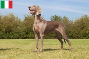 Lee más sobre el artículo Criadores de Weimaraner y cachorros en Italia