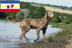 Lee más sobre el artículo Criadores de Weimaraner y cachorros en Mecklemburgo-Pomerania Occidental