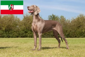 Lee más sobre el artículo Criadores de Weimaraner y cachorros en Renania del Norte-Westfalia