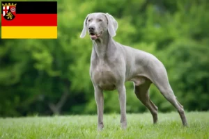 Lee más sobre el artículo Criadores de Weimaraner y cachorros en Renania-Palatinado